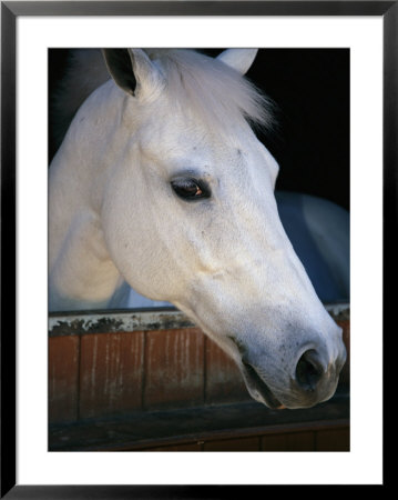 Portrait Of A White Horse Looking Out The Door Of Its Stall by Stacy Gold Pricing Limited Edition Print image