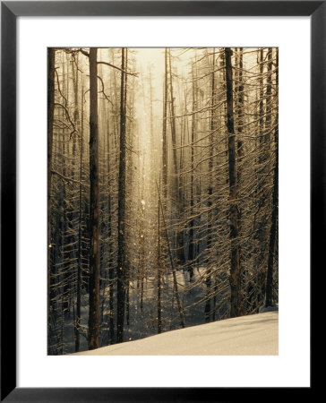 Ice Crystals Cover A Stand Of Lodgepole Pine Trees by Tom Murphy Pricing Limited Edition Print image