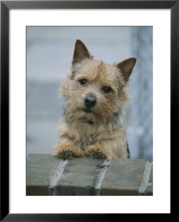 A Norwich Terrier Looks Over A Brick Wall by Robin Siegel Pricing Limited Edition Print image