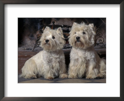 Domestic Dogs, Two West Highland Terriers / Westies Sitting Together by Adriano Bacchella Pricing Limited Edition Print image