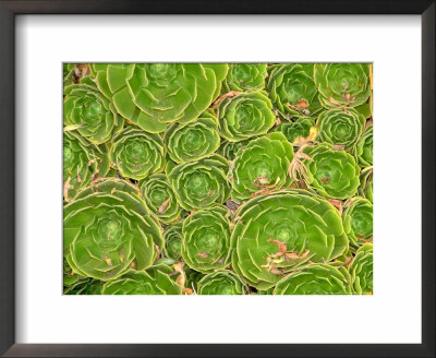 Succulent, South Island, New Zealand by William Sutton Pricing Limited Edition Print image