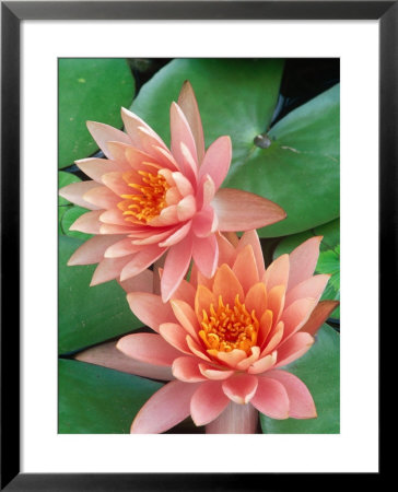 Water Lily, Botanical Gardens, San Antonio, Tx by Mark Gibson Pricing Limited Edition Print image