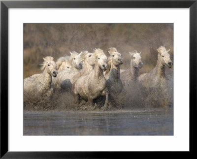 White Camargue Horses Running In Muddy Water, Provence, France by Jim Zuckerman Pricing Limited Edition Print image
