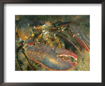 Close View Of A Giant Lobster by Nick Caloyianis Pricing Limited Edition Print image
