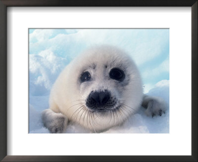 Baby Harp Seal by Carl & Ann Purcell Pricing Limited Edition Print image
