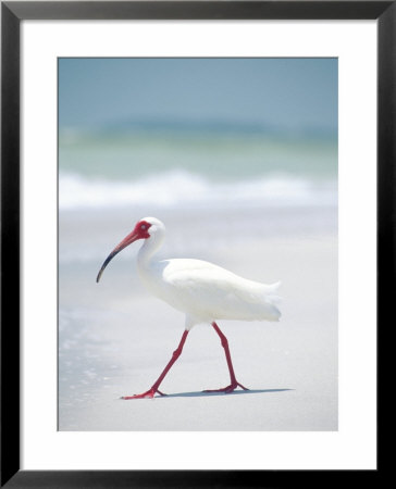 Ibis Walking On A Beach In Florida by Bill Bonebrake Pricing Limited Edition Print image
