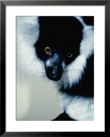 White Ruffled Lemur (Lemur Variegaturs), Madagascar by David Curl Pricing Limited Edition Print image