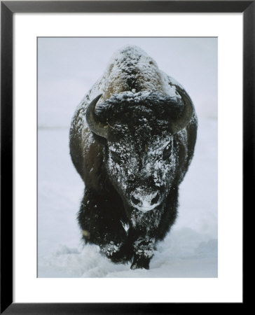 A Frost-Covered American Bison Bull Walks Through The Snow by Tom Murphy Pricing Limited Edition Print image