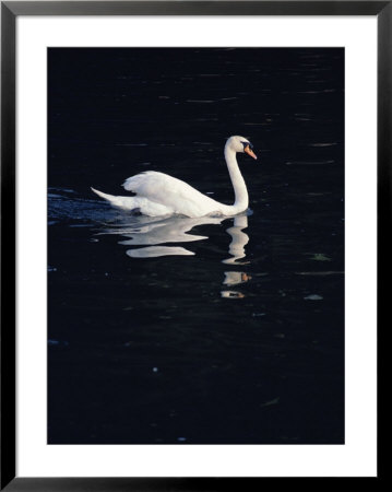 A Graceful Mute Swan Glides Across The Dark Waters Of The Thames by O. Louis Mazzatenta Pricing Limited Edition Print image