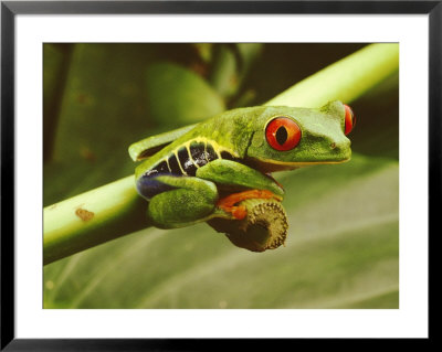 A Red-Eyed Frog Perches On A Stem Of A Plant by Steve Winter Pricing Limited Edition Print image