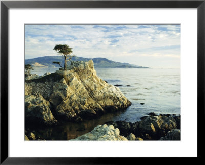 The Lone Cypress Tree On The Coast, Carmel, California, Usa by Michael Howell Pricing Limited Edition Print image