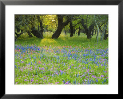 Dusk Through Oak Trees, Field Of Texas Blue Bonnets And Phlox, Devine, Texas, Usa by Darrell Gulin Pricing Limited Edition Print image