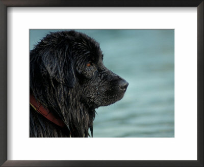 Black Newfoundland Dog Near Water by Adriano Bacchella Pricing Limited Edition Print image