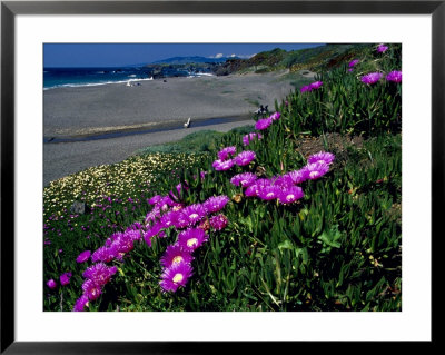 Ice Plant On California Coastline, Usa by Terry Eggers Pricing Limited Edition Print image