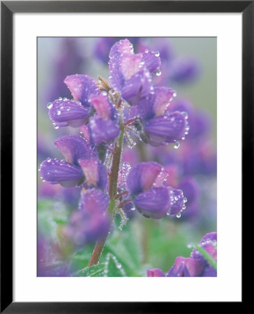 Dew Drops On Blooming Lupine, Olympic National Park, Washington, Usa by Rob Tilley Pricing Limited Edition Print image
