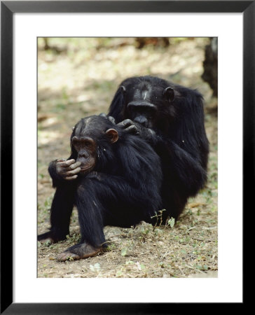Two Of The Many Chimpanzees Studied By Jane Goodall At Gombe Stream National Park by Kenneth Love Pricing Limited Edition Print image