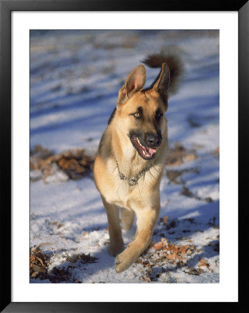 German Shepherd In Snow by Peggy Koyle Pricing Limited Edition Print image