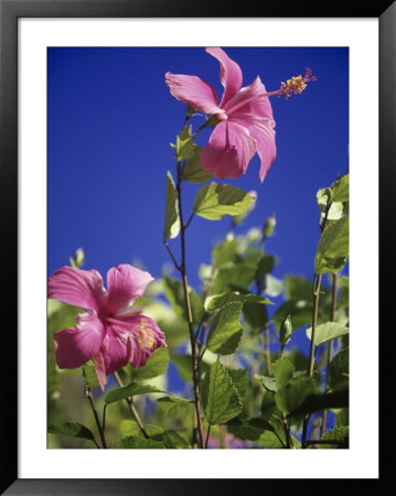 Pink Hibiscus by Chel Beeson Pricing Limited Edition Print image