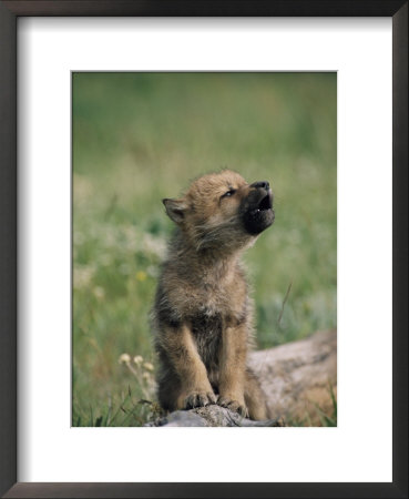 A Wolf Pup Sits Up To Howl by Tom Murphy Pricing Limited Edition Print image