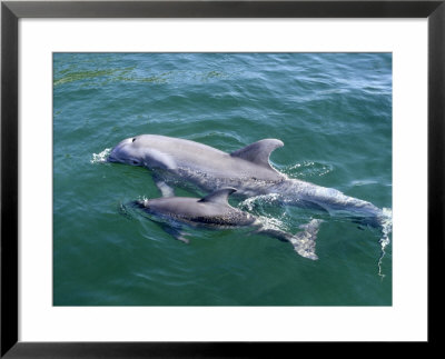 Bottlenose Dolphins Adult And Young, Honduras by Daniel Cox Pricing Limited Edition Print image