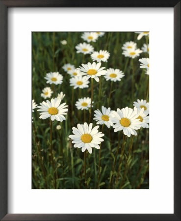 Leucanthemum Vulgare (Ox Eye Daisy) by Geoff Dann Pricing Limited Edition Print image