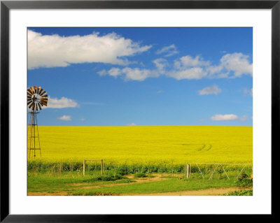 Canola Field, Western Cape, South Africa by Roger De La Harpe Pricing Limited Edition Print image