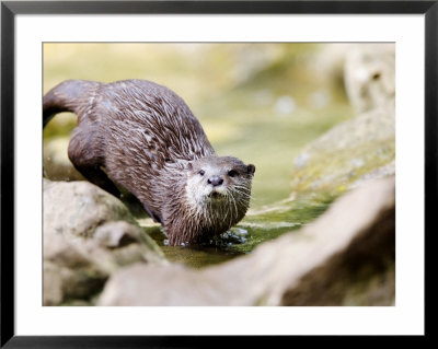 Asian Short Clawed Otter, Running Across Rocks In A Creek, Earsham, Uk by Elliott Neep Pricing Limited Edition Print image