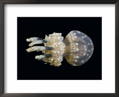 Stinging Jellyfish, Mastigias Papua, Indonesia by David B. Fleetham Pricing Limited Edition Print image