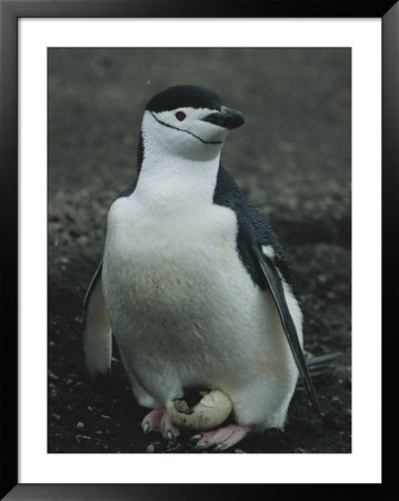 A Chinstrap Penguin Broods An Egg That Has Been Broken By A Skua by Gordon Wiltsie Pricing Limited Edition Print image
