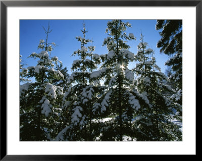 Snow-Covered Pine Trees On A Cold Sunny Winter Day In Canada by Taylor S. Kennedy Pricing Limited Edition Print image