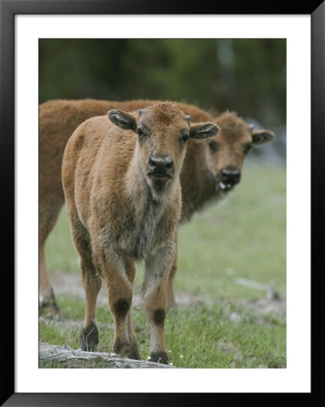 Two Curious Bison Calves (Bison Bison) by Tom Murphy Pricing Limited Edition Print image