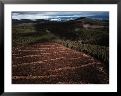 A Clear-Cut In Salmon National Forest, Idaho by Joel Sartore Pricing Limited Edition Print image