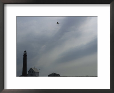 A Tern Soars Above The Petit Manan Point Lighthouse, Maine Coastal Islands National Wildlife Refuge by Joel Sartore Pricing Limited Edition Print image