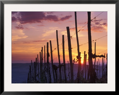 Sunset Through The Vines Of The Italian Wine Country, Tuscany, Italy by Janis Miglavs Pricing Limited Edition Print image