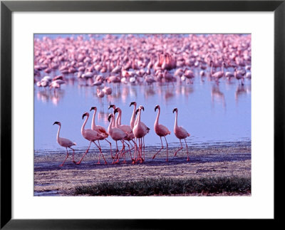 Female Flamingo Followed By Males As Mating Ritual by Charles Sleicher Pricing Limited Edition Print image