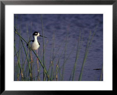 Black-Necked Stilt, Malheur National Wildlife Refuge, Oregon, Usa by William Sutton Pricing Limited Edition Print image