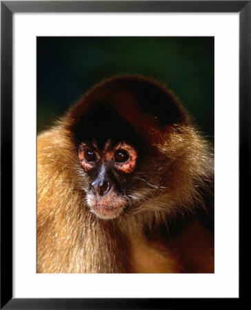 Portrait Of A Red Spider Monkey (Ateles Fusciceps Robustus), Costa Rica by Alfredo Maiquez Pricing Limited Edition Print image