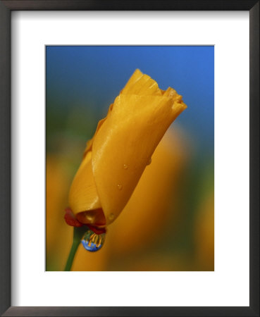 Close-Up Of A Poppy Bud by Kyle Krause Pricing Limited Edition Print image