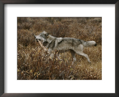 Alpha Gray Wolf Carries Off An Elk Leg After Feeding by Jim And Jamie Dutcher Pricing Limited Edition Print image