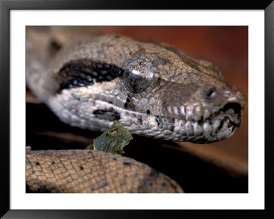 Young Boa Constrictor, Barro Colorado Island, Panama by Christian Ziegler Pricing Limited Edition Print image