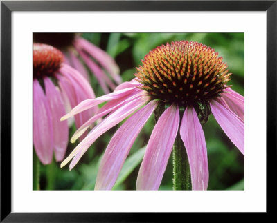 Echinacea Purpurea (Cone Flower), Close-Up Of Pink Flower by Michael Davis Pricing Limited Edition Print image