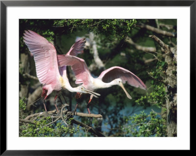 Roseate Spoonbills, Taking Off, Texas, Usa by Philippe Henry Pricing Limited Edition Print image