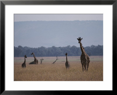 Reticulated Giraffes Survey A Plain by Jodi Cobb Pricing Limited Edition Print image
