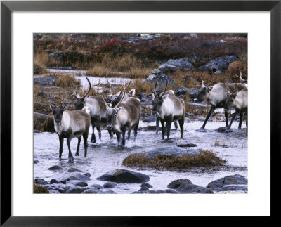 Barren-Ground Caribou During Fall Migration by Paul Nicklen Pricing Limited Edition Print image