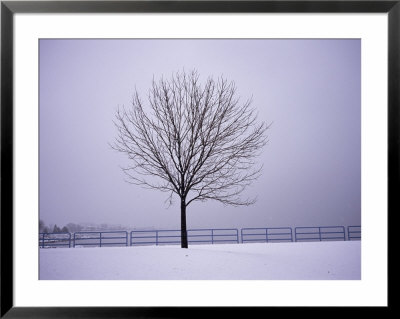 A Leafless Tree In A Snowy Landscape by Paul Damien Pricing Limited Edition Print image