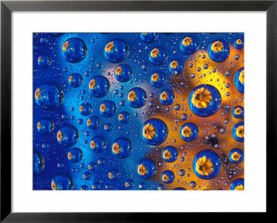 Dew Drops Reflecting An Orange Profusion Zinnia With A Blue Backdrop, Sammamish Washington by Darrell Gulin Pricing Limited Edition Print image
