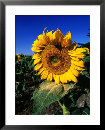 Sunflower Detail, Geelong, Victoria, Australia by Christopher Groenhout Pricing Limited Edition Print image