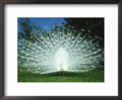 Peacock, Pavo Cristatus, White Form Displaying Tail Feathers by Mark Hamblin Pricing Limited Edition Print image
