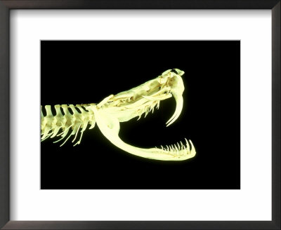 Gaboon Viper Skull, Africa by David M. Dennis Pricing Limited Edition Print image