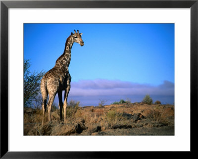 Giraffe Looking Over Its Shoulder, Augrabies Falls National Park, Northern Cape, South Africa by Ariadne Van Zandbergen Pricing Limited Edition Print image